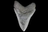 Fossil Megalodon Tooth #92688-2